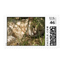 Looking at a Bug Stamp