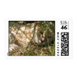 Looking at a Bug Stamp