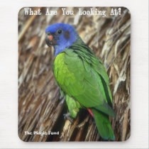 Looking at parrot, The Pidgie Fund mousepads