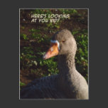 Looking at You | postcards