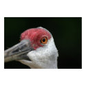 Looking at you [Sandhill Crane] posters