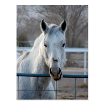 Looking for an Apple Postcards