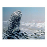 Looking for prey, Snowy Owl Postcards