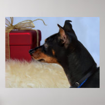 Looking for Santa Min Pin Dog Print