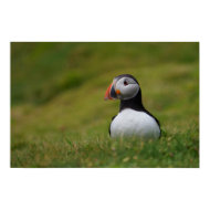 Looking for the Burrow Puffin print