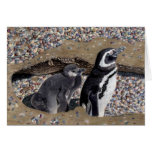 Looking out for you - Penguin Gretting Card