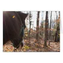 Looking to the path greeting cards