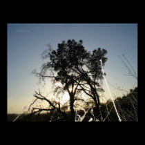 looking up at a tree through grass posters