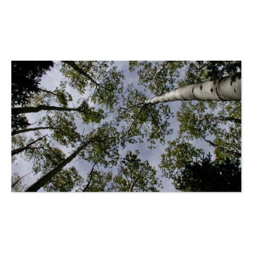 Looking Up at Aspen Trees in forest Business Cards (back side)