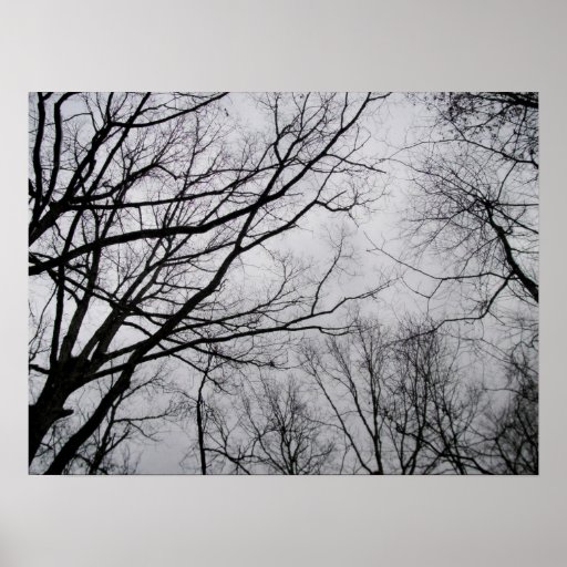 Looking Up at theTrees Print