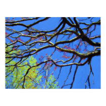 Looking Up in Goodno Woods posters