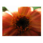 Looking Up Postcard
