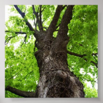 Looking Up Poster