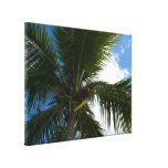 Looking Up to Coconut Palm Canvas Print