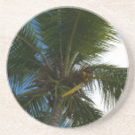 Looking Up to Coconut Palm Coaster