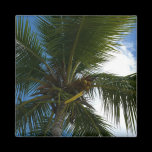 Looking Up to Coconut Palm Magnet