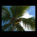 Looking Up to Coconut Palm Photo Print