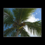 Looking Up to Coconut Palm Postcard