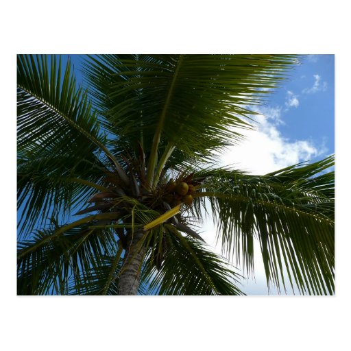 Looking Up to Coconut Palm Postcard