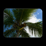 Looking Up to Coconut Palm Premium Magnet