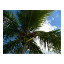 Looking Up to Coconut Palm Print by mlewallpapers Looking Up to Coconut Palm Print