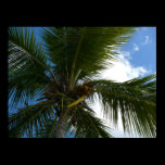 Looking Up to Coconut Palm Print
