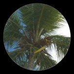 Looking Up to Coconut Palm Sticker