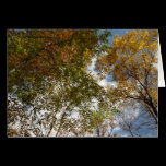 Looking Up to Fall Leaves Card