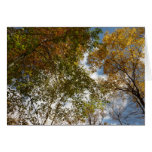 Looking Up to Fall Leaves Card