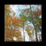 Looking Up to Fall Leaves Magnet