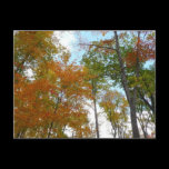 Looking Up to Fall Leaves Postcard