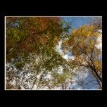 Looking Up to Fall Leaves Postcard