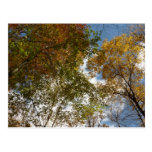 Looking Up to Fall Leaves Postcard