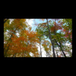 Looking Up to Fall Leaves Print