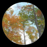Looking Up to Fall Trees Sticker