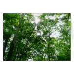 Looking Up to Summer Trees Card