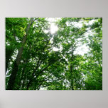 Looking Up to Summer Trees Poster Print