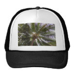 Looking Up hats