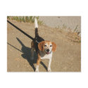 Looks like Shiloh postcards by sumiko Looks like Shiloh postcards
