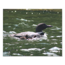 Loon Babies 2