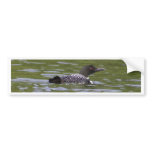 Loon Bumper Sticker