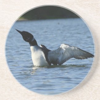 Loon Coaster coaster
