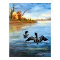 Loon Dance II Poster posters by bmthour Loon Dance II Poster posters