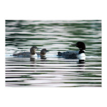 Loon Family Print