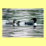 Loon Family Print posters