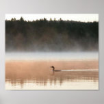 loon in the morning fog posters