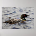 Loon Posters