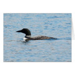 Loon Silhouette cards