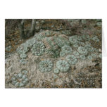 Lophophora williamsii - Peyote Greeting Card