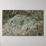 Lophophora williamsii - Peyote Print